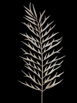 NAV.RAMA ORO VIEJO 40CM 81869-D